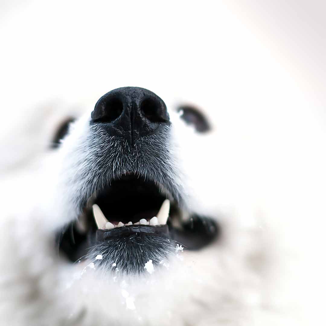 white samoyed